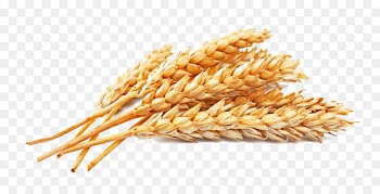 Atta flour Whole-wheat flour Cereal Seed - Golden wheat 