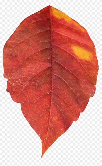 Attibution Is Required- In Order To Use A This Photo - Red Leaf Clear Background