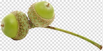 Auglis Acorn Fruit, others transparent background PNG clipart