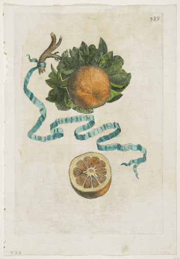Aurantium Crispo Folio, from Hesperides. | Free Photo - rawpixel