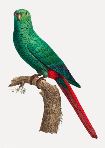 Austral parakeet | Free stock vector - 558993