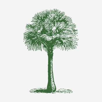 Australian fan palm tree illustration. | Free Photo - rawpixel