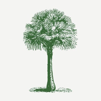 Australian fan palm vintage clipart, | Free PSD - rawpixel