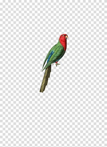 Australian king parrot Bird, Hand-painted parrot transparent background PNG clipart