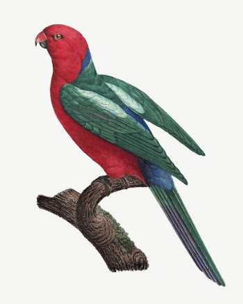 Australian king parrot bird, vintage | Free PSD Illustration - rawpixel