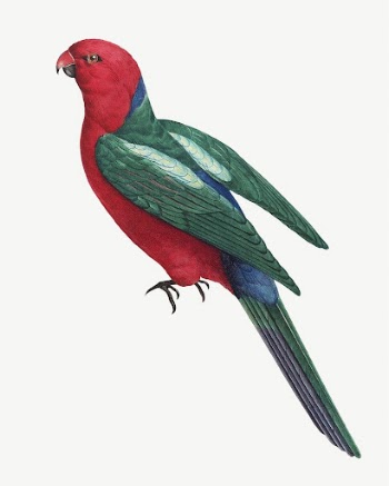Australian king parrot bird, vintage | Free PSD Illustration - rawpixel