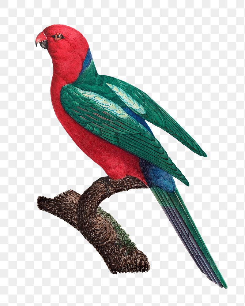 Australian king parrot png bird | Free PNG Illustration - rawpixel