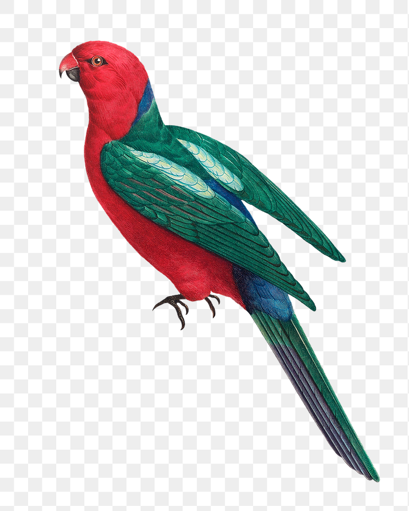 Australian king parrot png bird | Free PNG Illustration - rawpixel