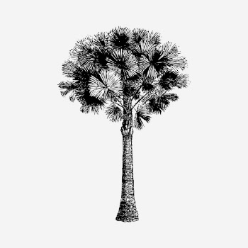 Australian pine tree drawing, vintage | Free Photo - rawpixel
