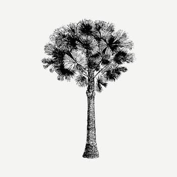 Australian pine tree drawing, vintage | Free PSD - rawpixel