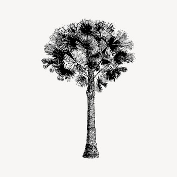 Australian pine tree drawing, vintage | Free Vector - rawpixel