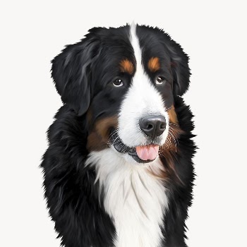 Australian Shepherd dog animal image | Free Photo - rawpixel