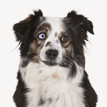 Australian shepherd dog collage element, | Free PSD - rawpixel