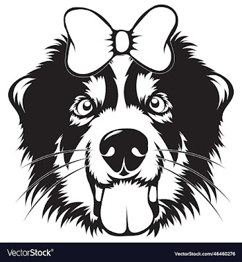 australian shepherd dog with hair bow