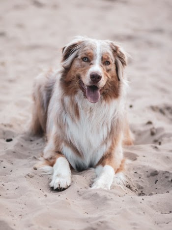 Australian Shepherd in sand