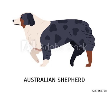 Australian Shepherd or Aussie