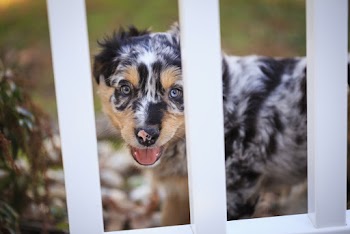 Australian Shepherd Puppy on White Wooden Cage