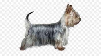 Australian Silky Terrier, Yorkshire Terrier, Australian Terrier, Dog, Mammal PNG