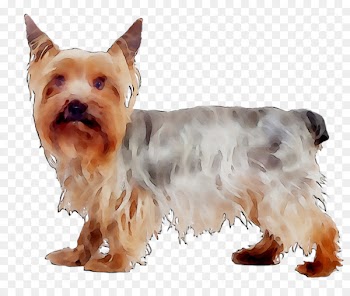 Australian Silky Terrier Yorkshire Terrier Australian Terrier Jack Russell Terrier Puppy -  