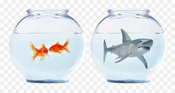 Austria Germany Mein Recht als Nachbar: Nachbarschaftsrecht in xd6sterreich Law Book - Shark goldfish tank 