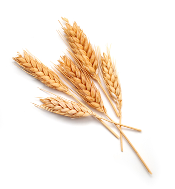 Autism in Paradise: Is Wheat Healthy?
