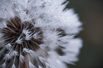 Auto Focus Photography of White Flower