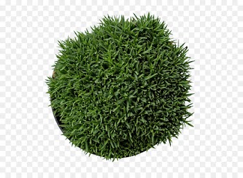 Autodesk 3ds Max, Tree, Plants, Green, Grass PNG