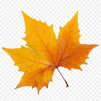 Autohuerto Leaf Sycamore maple Tree American sycamore - Leaf 