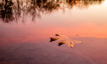          Autumn'S Demise Free Photo     
