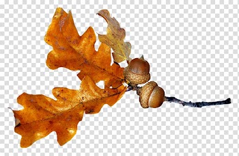 Autumn , acorn transparent background PNG clipart