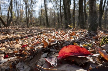 Autumn aesthetic background. Free public | Free Photo - rawpixel