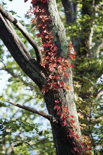 Autumn aesthetic background. Free public | Free Photo - rawpixel