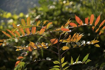 Autumn aesthetic background. Free public | Free Photo - rawpixel