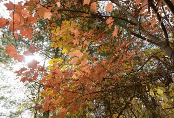Autumn aesthetic background. Free public | Free Photo - rawpixel