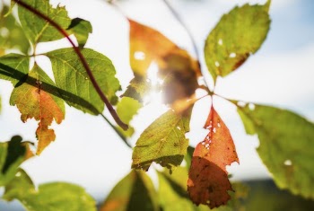 Autumn aesthetic background. Free public | Free Photo - rawpixel