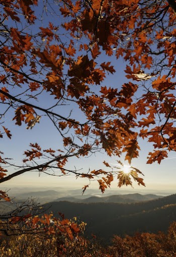 Autumn aesthetic background. Free public | Free Photo - rawpixel