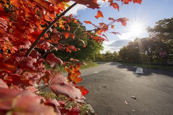 Autumn aesthetic background. Free public | Free Photo - rawpixel
