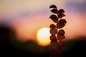 Autumn aesthetic background. Free public | Free Photo - rawpixel