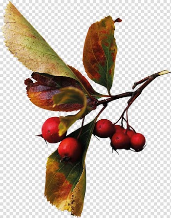 Autumn Auglis Berry , harvest transparent background PNG clipart