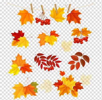 Autumn, autumn leaves transparent background PNG clipart