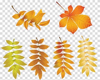 Autumn , autumn transparent background PNG clipart