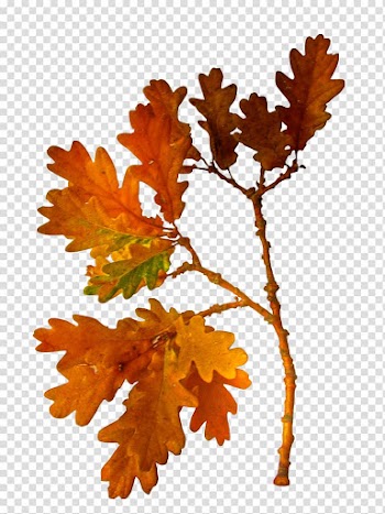 Autumn , autumn transparent background PNG clipart