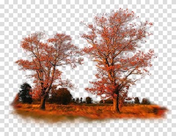 Autumn, autumn transparent background PNG clipart