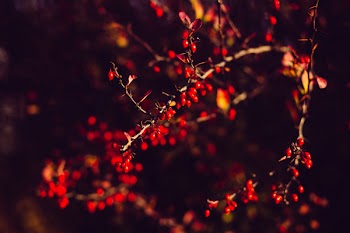 Autumn barberry