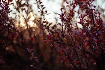 Autumn barberry 2