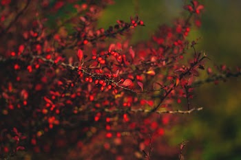 Autumn barberry 3