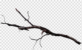 Autumn, bare grey branch transparent background PNG clipart