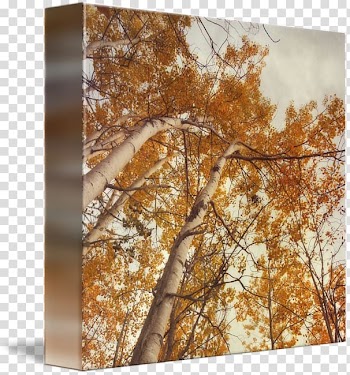 Autumn. Birches. Gallery wrap Canvas Leaf, Leaf transparent background PNG clipart