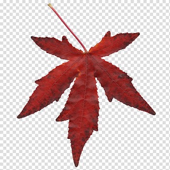 Autumn, brown maple leaf illustration transparent background PNG clipart
