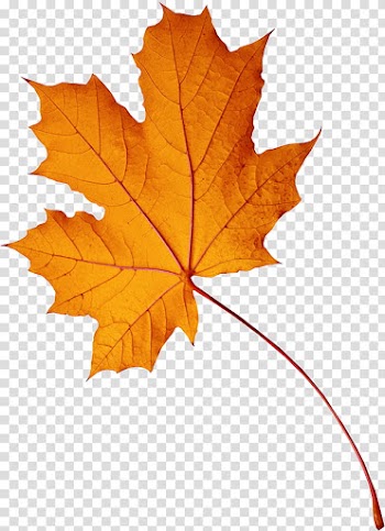 Autumn, brown maple leaf transparent background PNG clipart